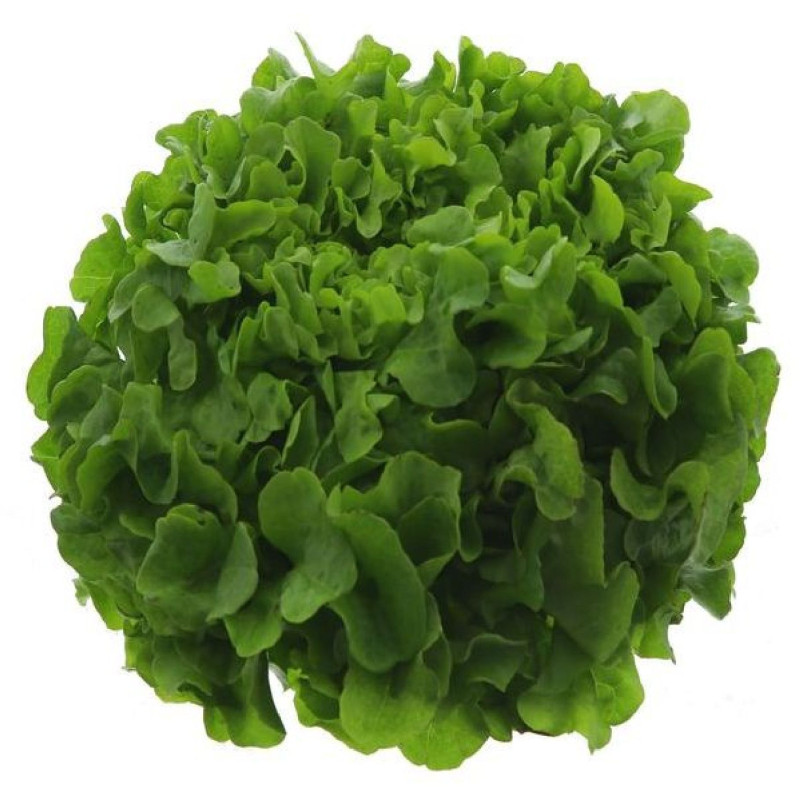 SALADE FEUILLE CHENE BLONDE 10PCS